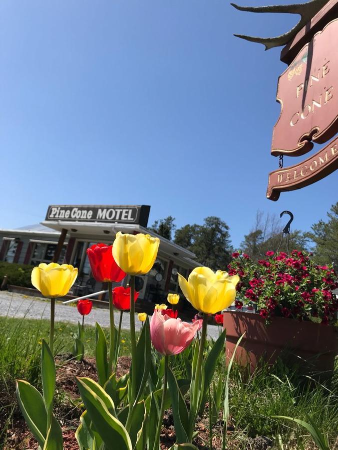 Pinecone Motel Сассекс Екстер'єр фото